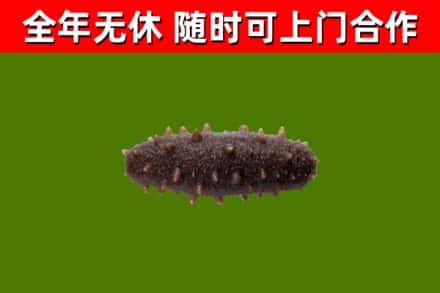 三乡镇烟酒回收干海参.jpg
